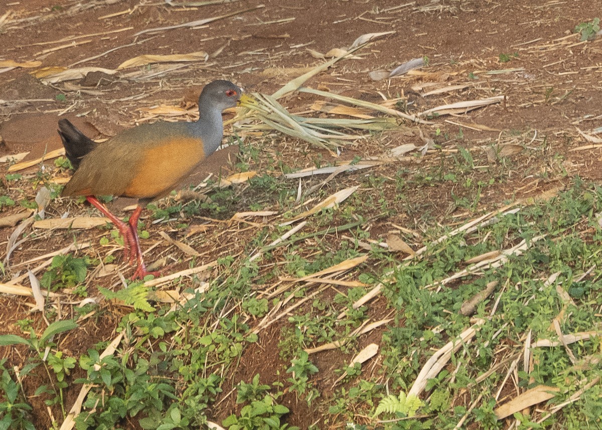 Gray-cowled Wood-Rail - ML624510253