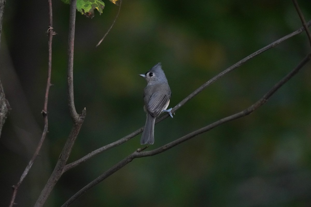 Tufted Titmouse - ML624510262