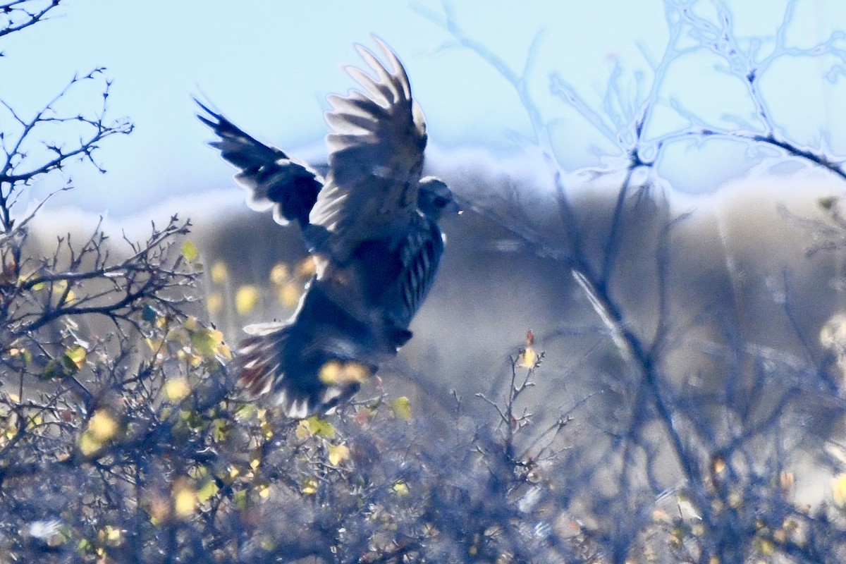 Chukar - ML624510287