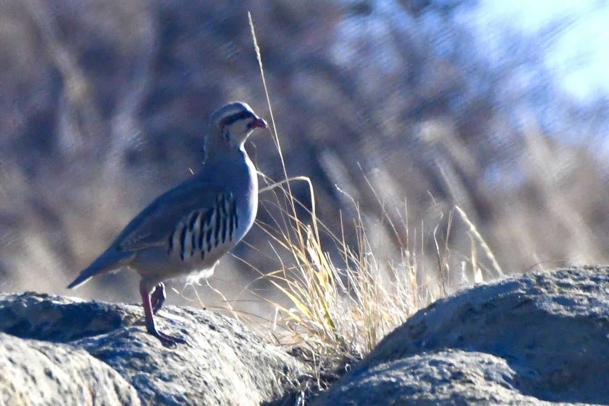 Chukar - ML624510288