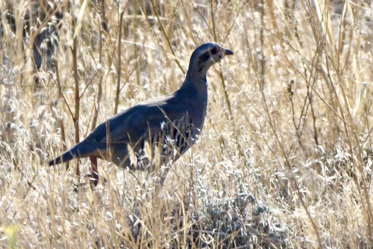 Chukar - ML624510289