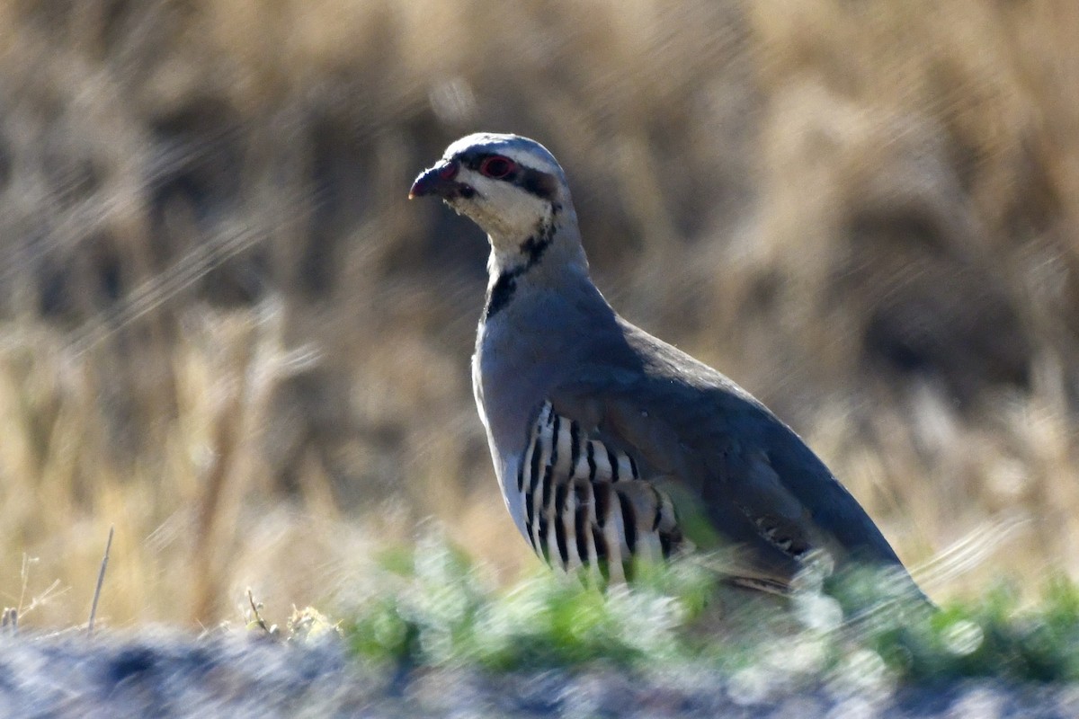 Chukar - ML624510290