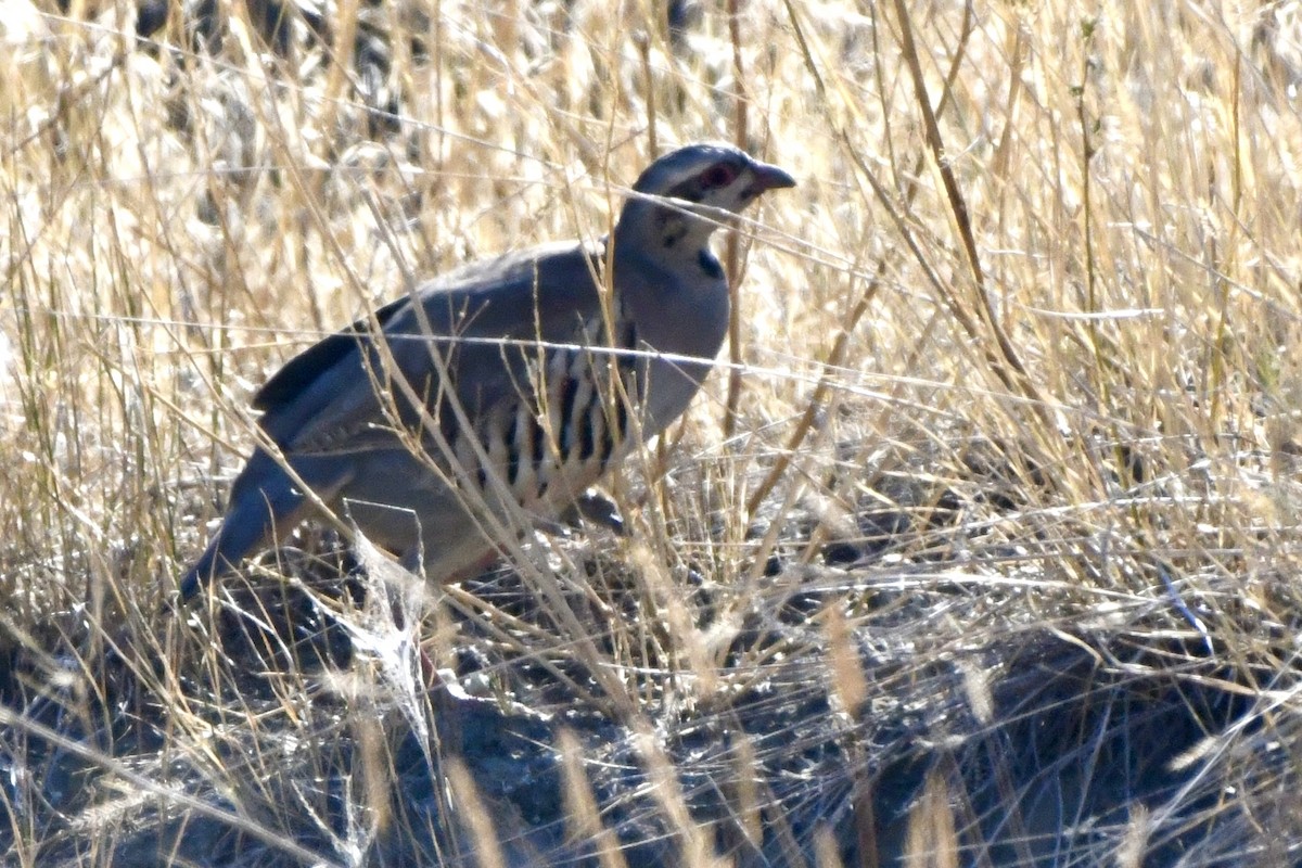 Chukar - ML624510291