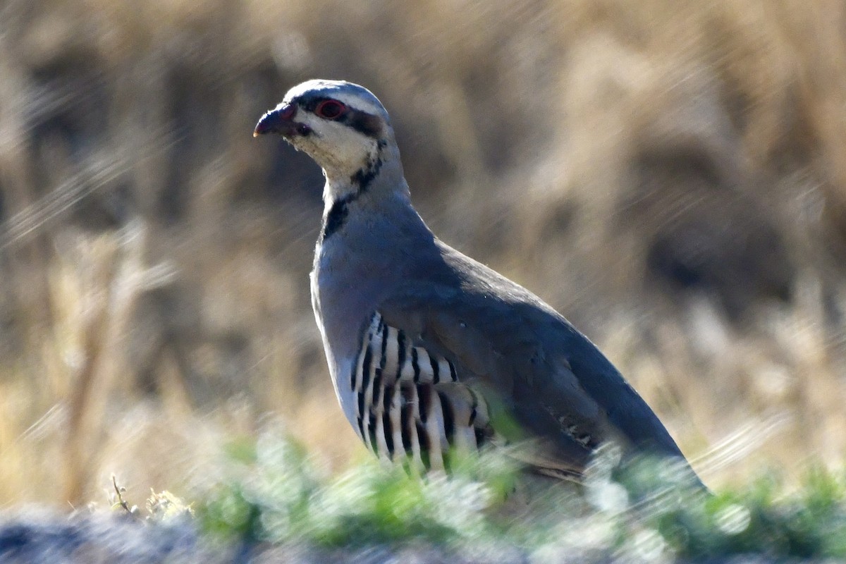 Chukar - ML624510292