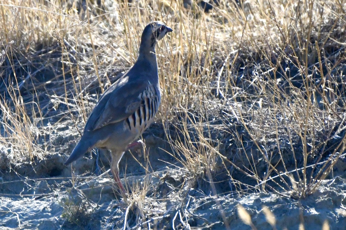 Chukar - ML624510293