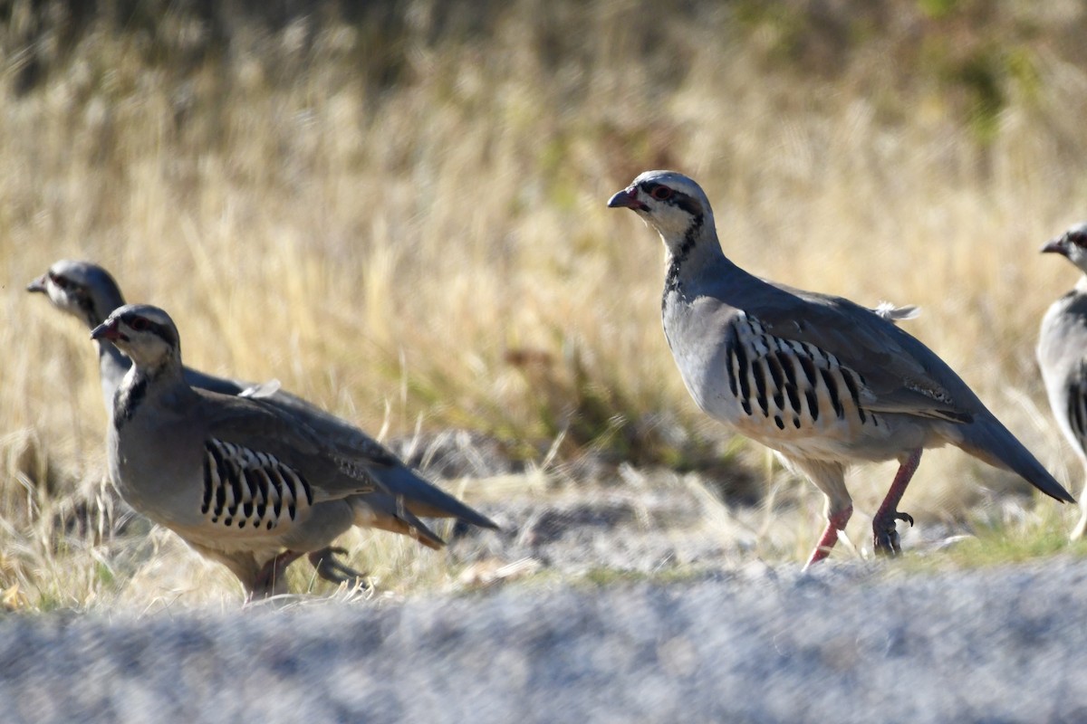 Chukar - ML624510294