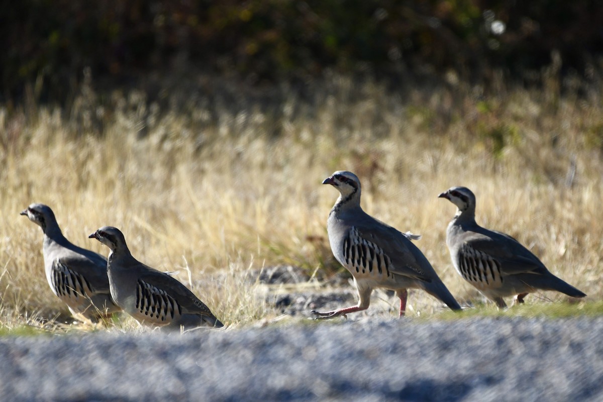 Chukar - Joseph Dougherty