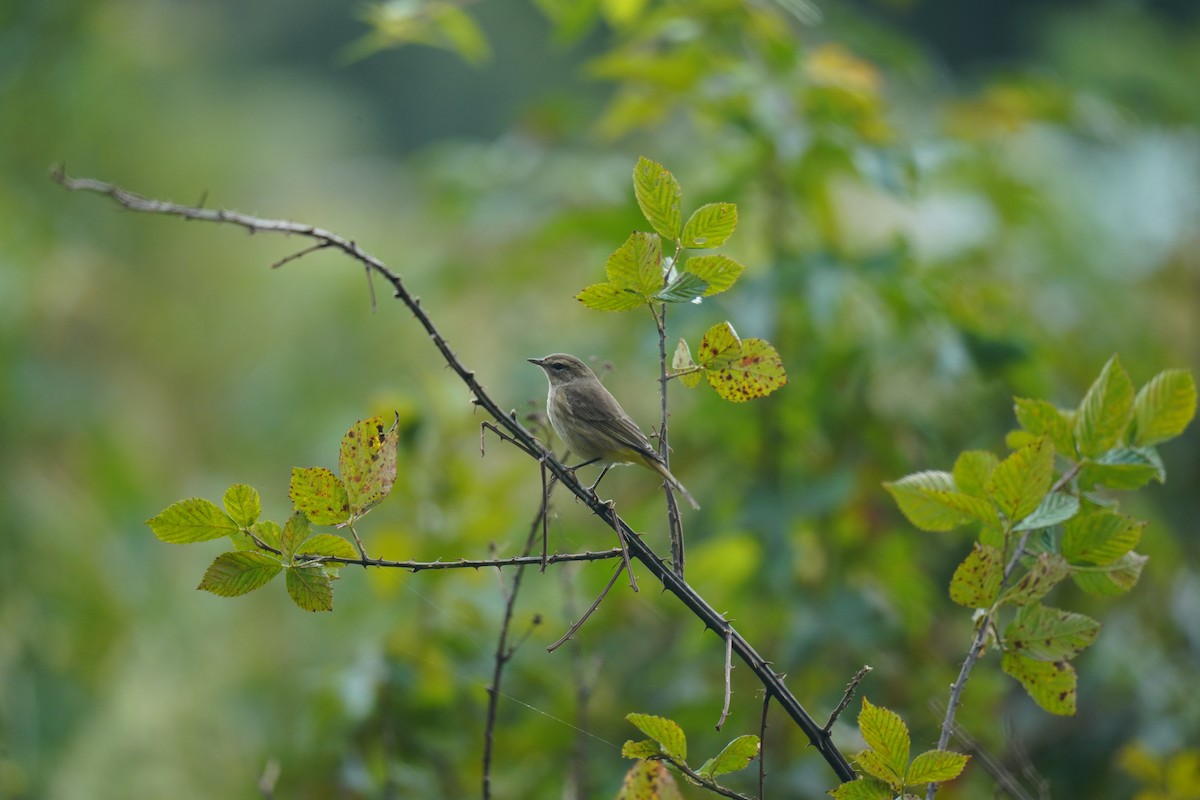 Palm Warbler - ML624510300