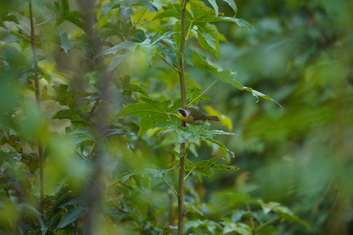 Common Yellowthroat - ML624510307