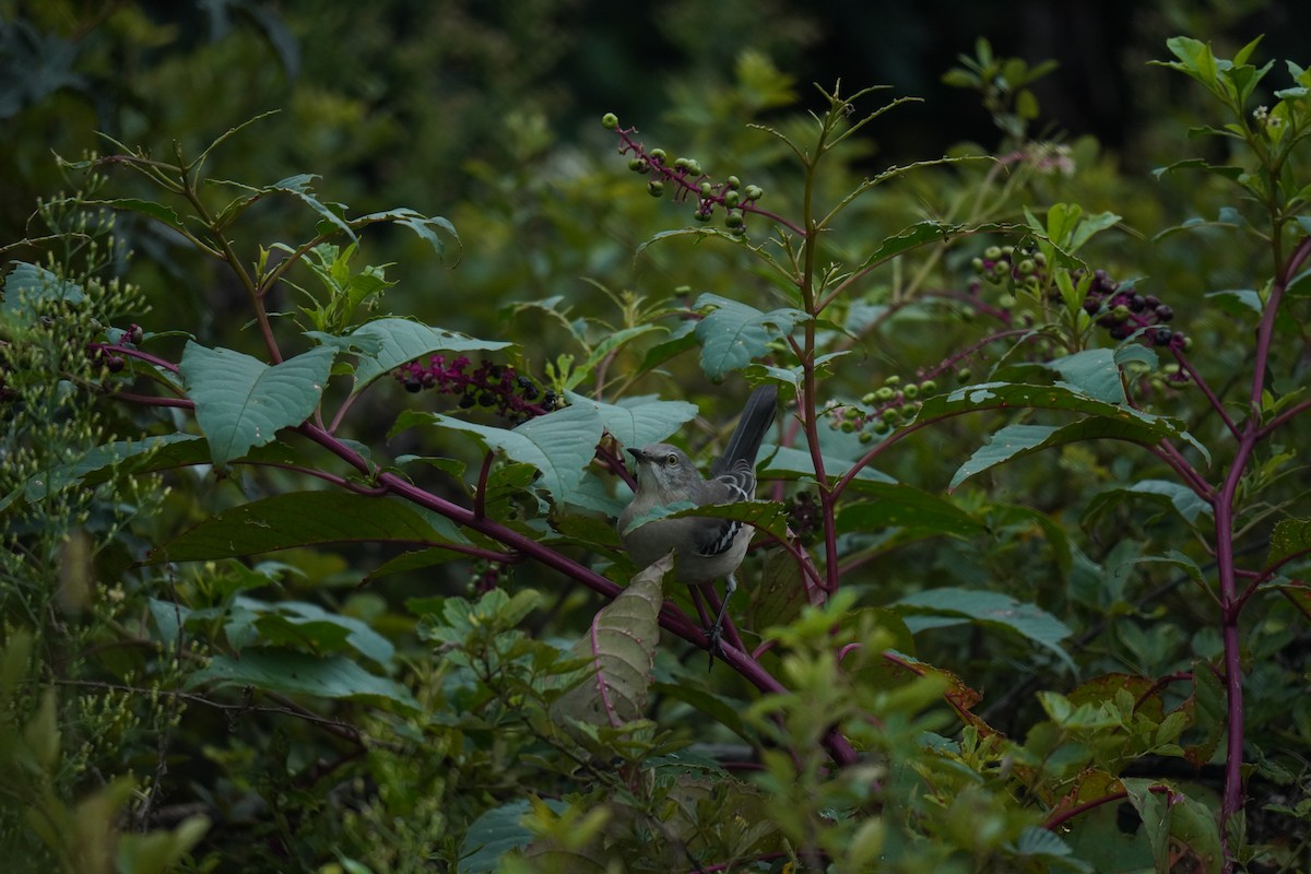 Northern Mockingbird - ML624510312