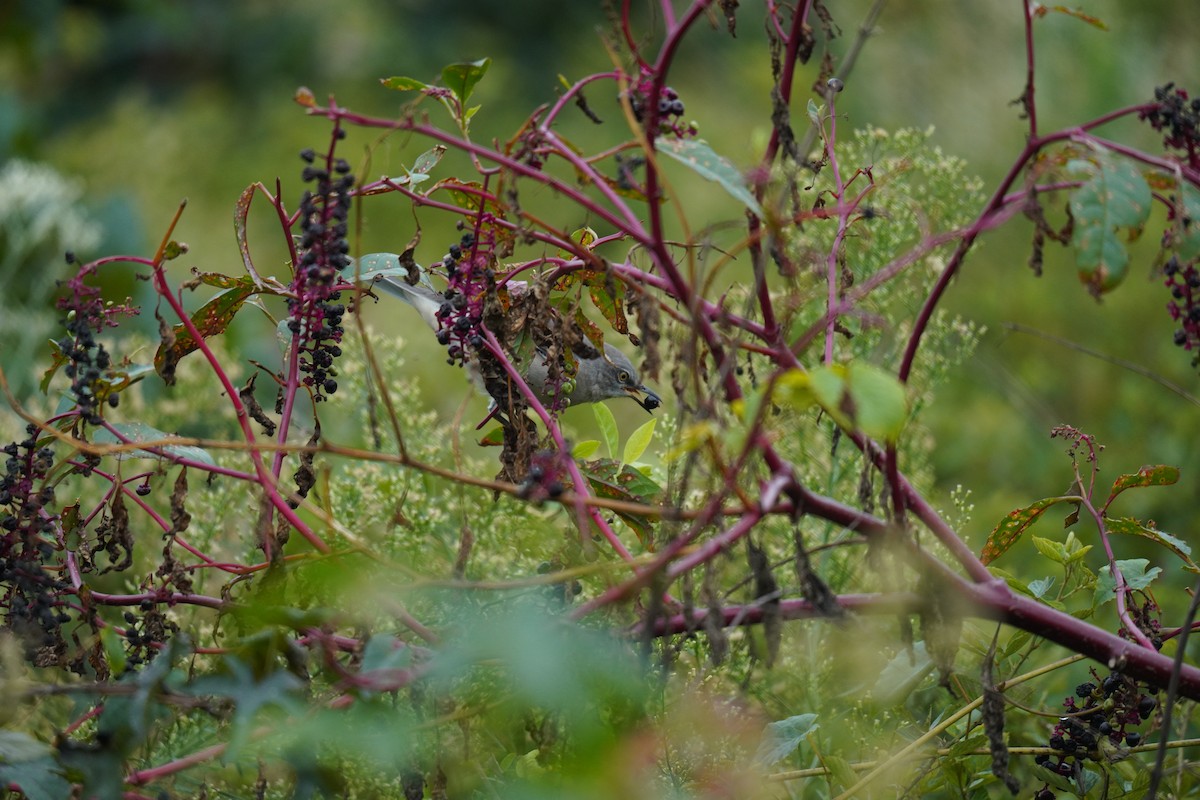 Northern Mockingbird - ML624510313