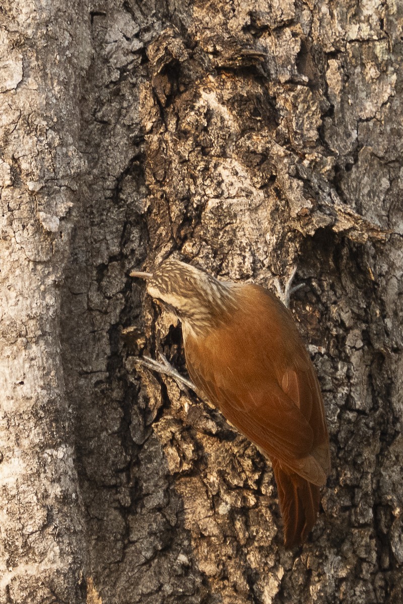 Narrow-billed Woodcreeper - Wayne Lattuca