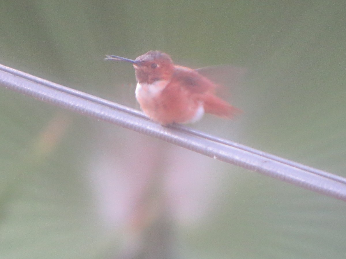 Rufous/Allen's Hummingbird - ML624510435