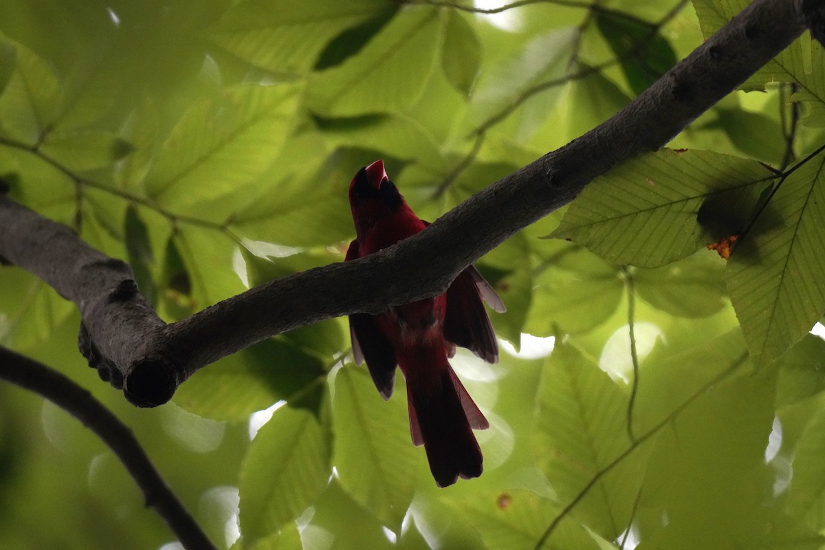 Northern Cardinal - ML624510437
