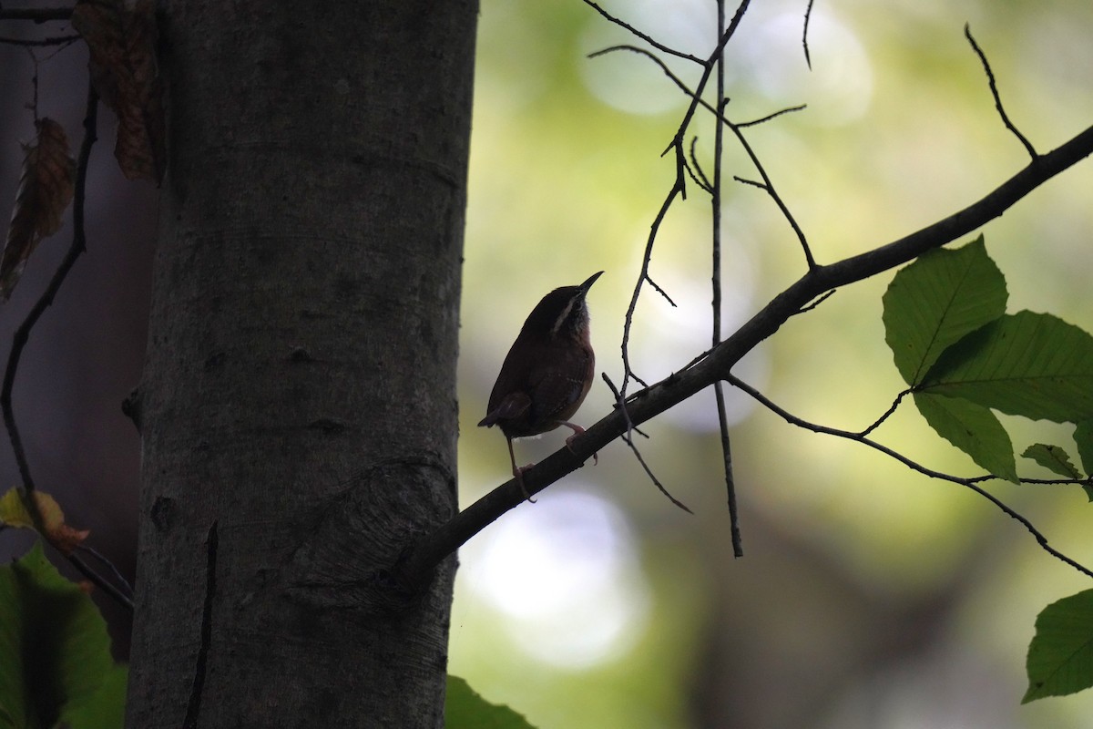 Carolina Wren - ML624510463