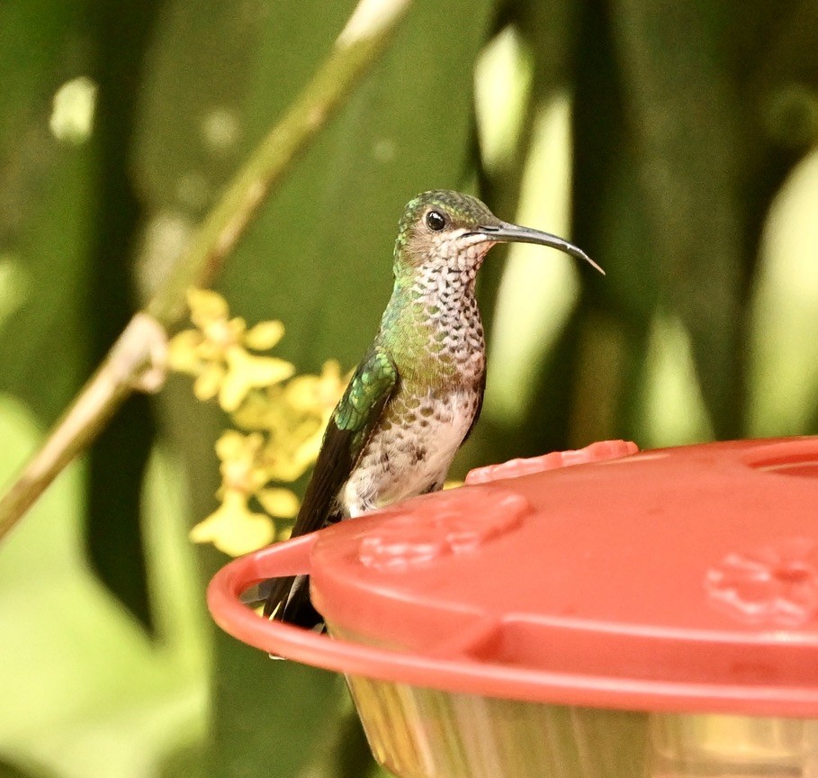 Many-spotted Hummingbird - ML624510483