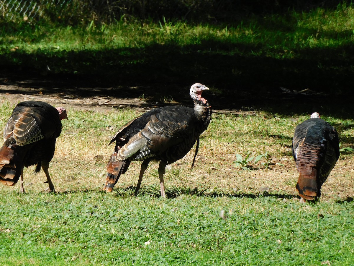 Wild Turkey - ML624510534