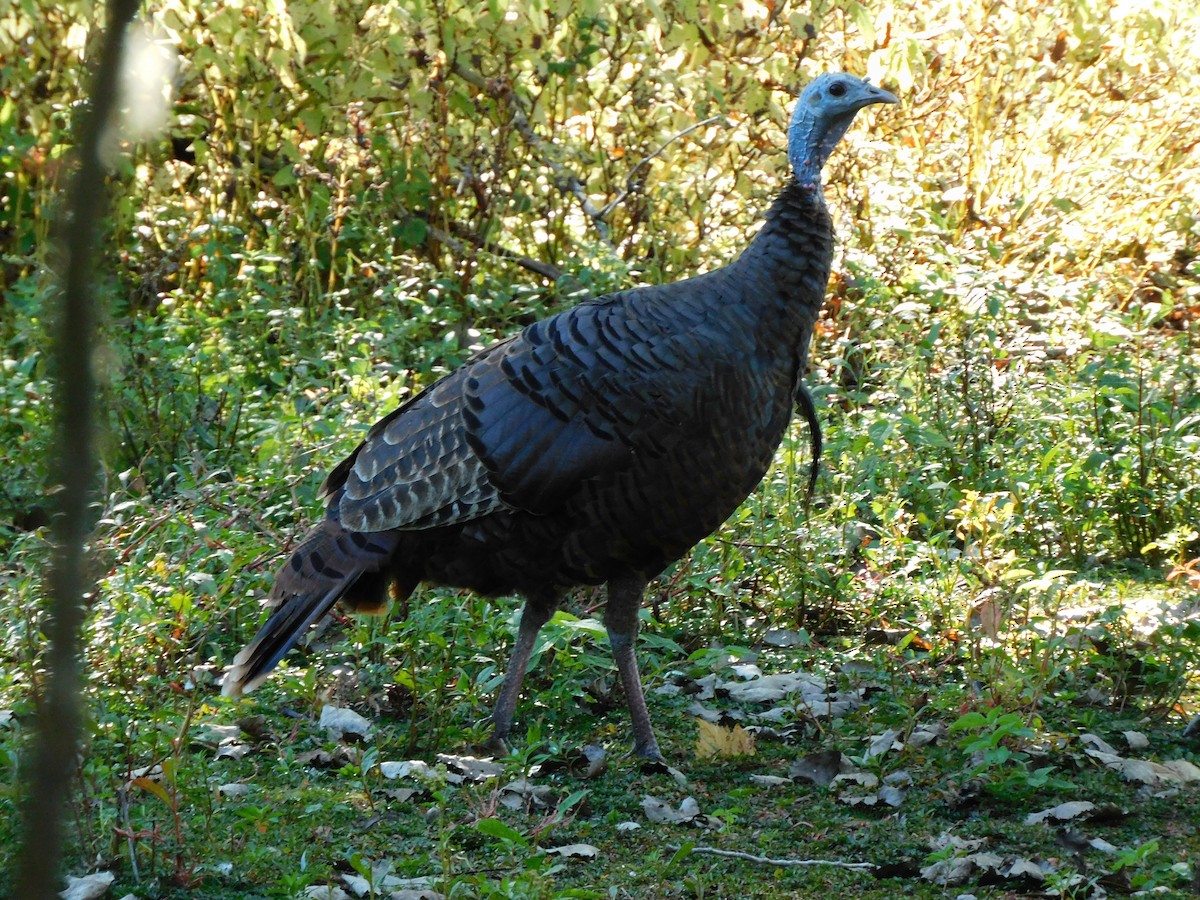 Wild Turkey - ML624510535