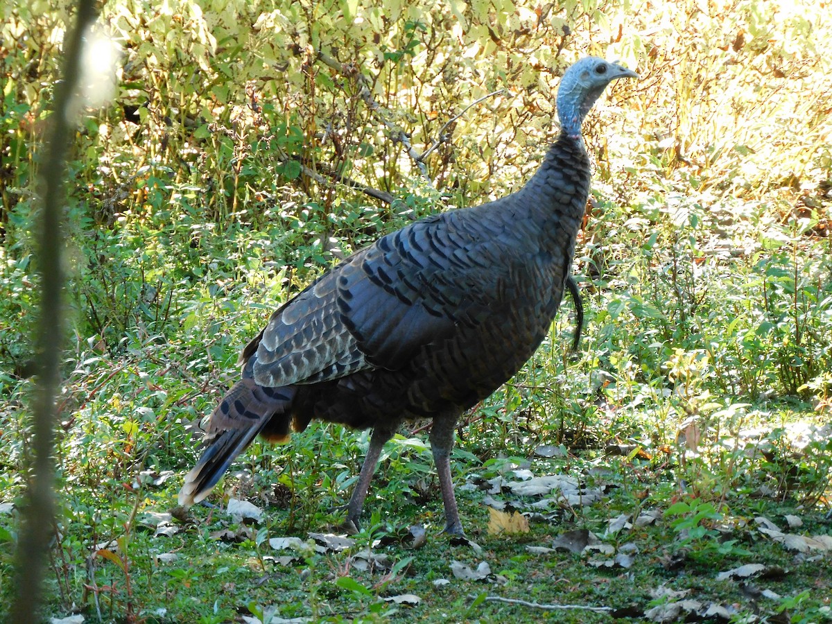 Wild Turkey - ML624510536