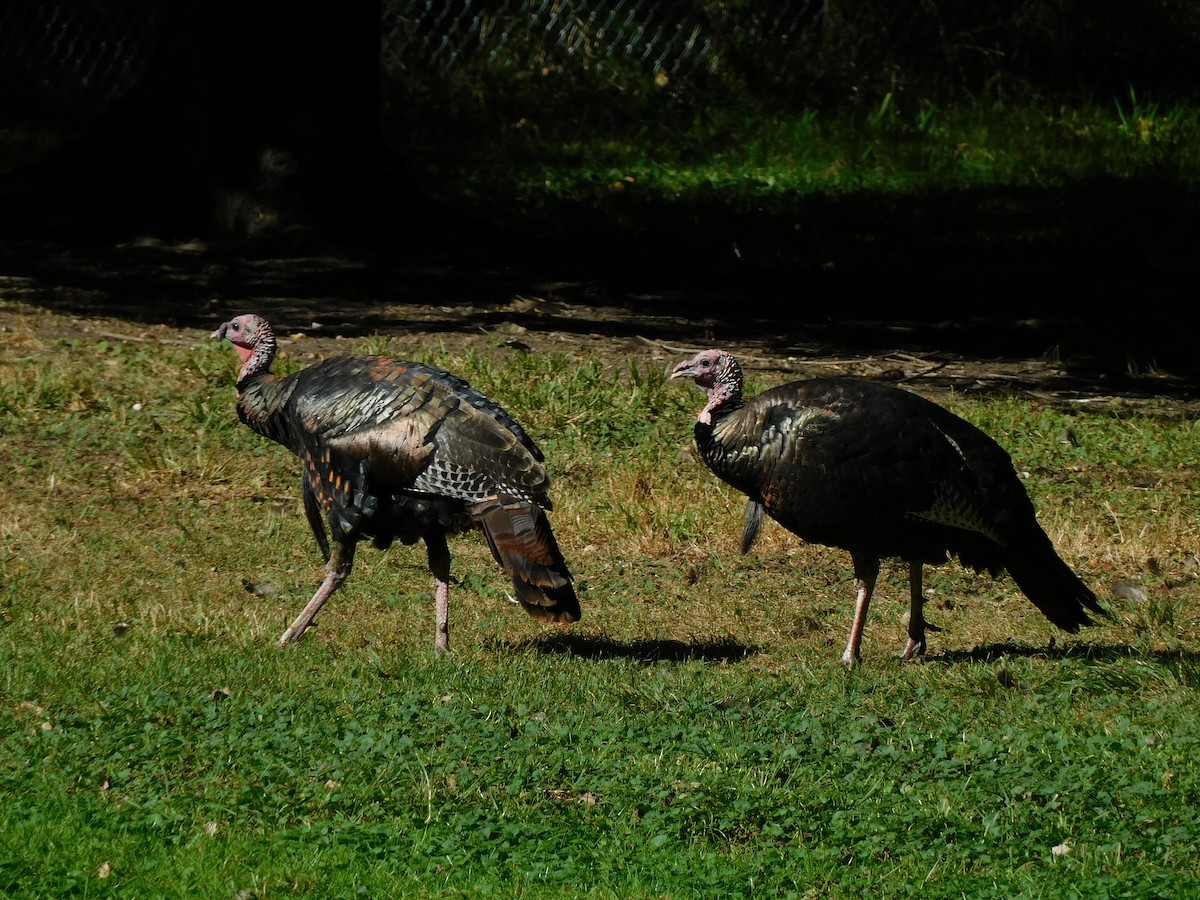 Wild Turkey - ML624510538