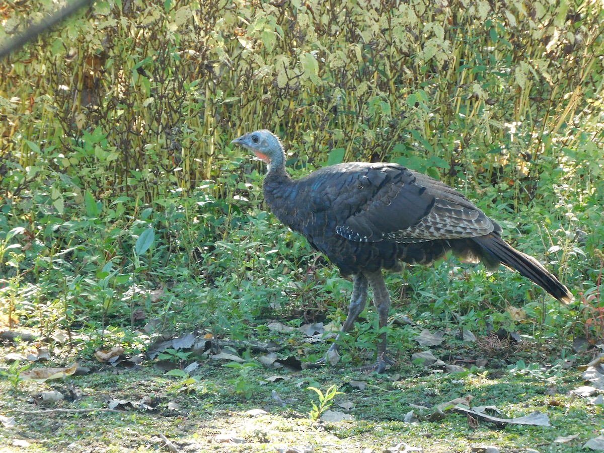 Wild Turkey - ML624510539