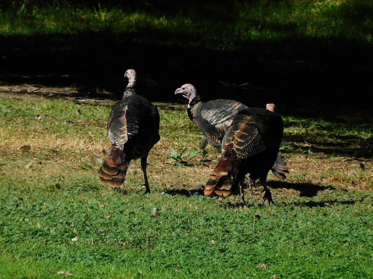 Wild Turkey - ML624510541