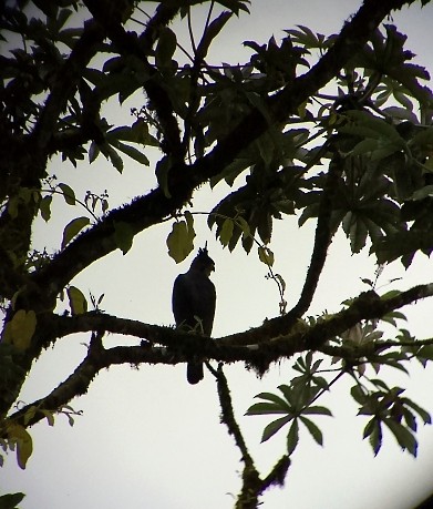 Ornate Hawk-Eagle - ML624510653