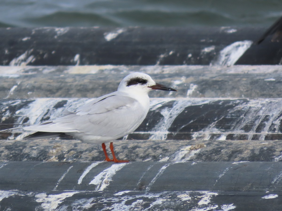 Forster's Tern - ML624510667