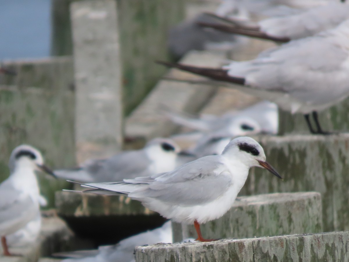 Forster's Tern - ML624510686