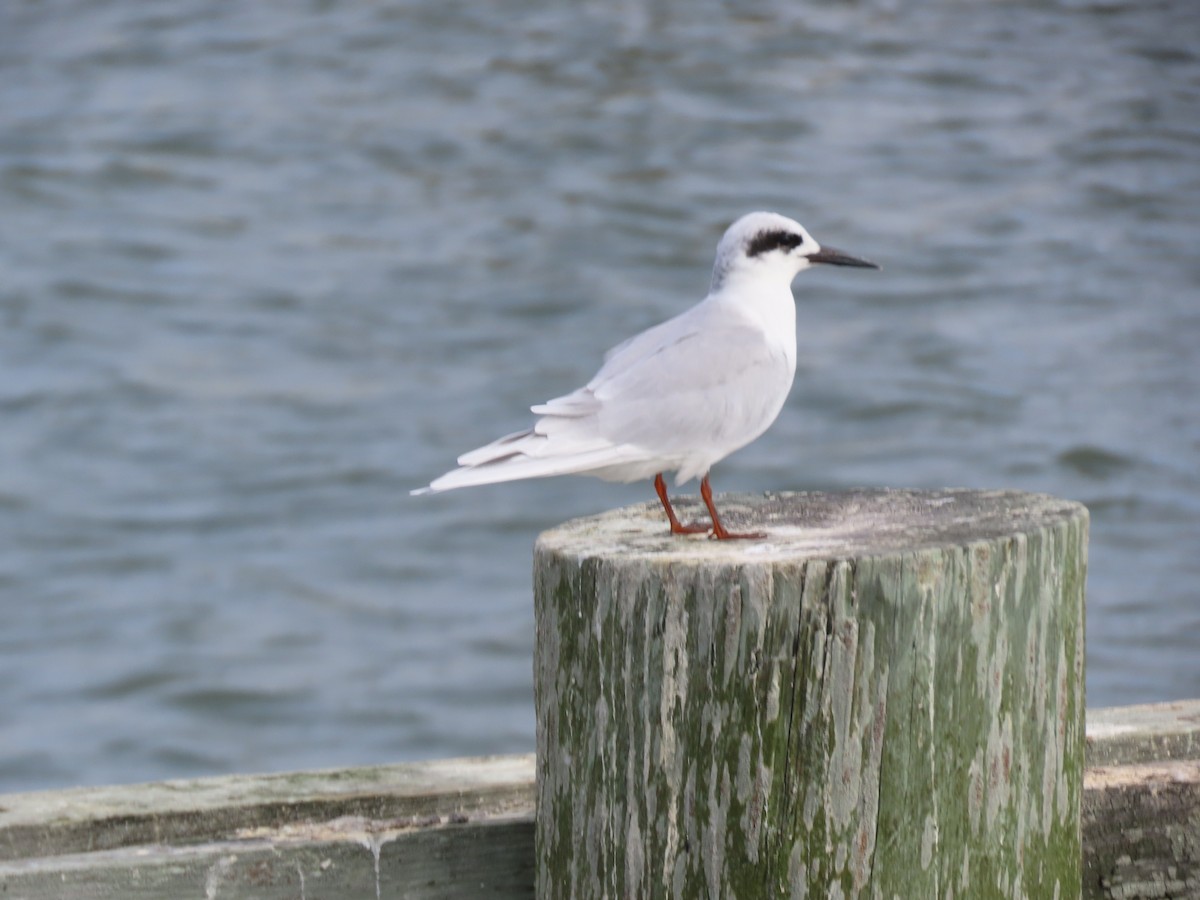 Forster's Tern - ML624510688