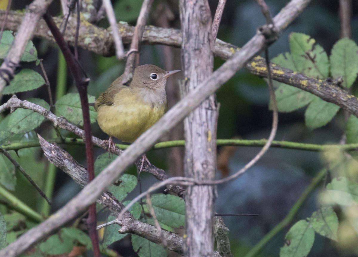 Connecticut Warbler - ML624510777