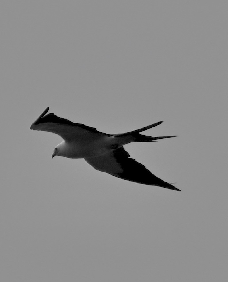 Swallow-tailed Kite - ML624510806