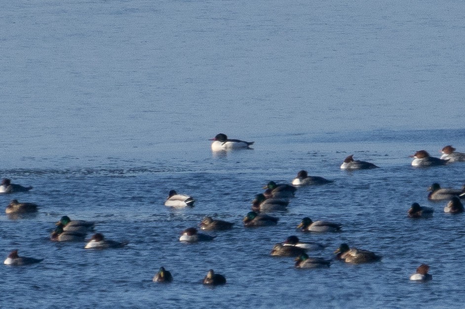 Common Merganser - ML624510847