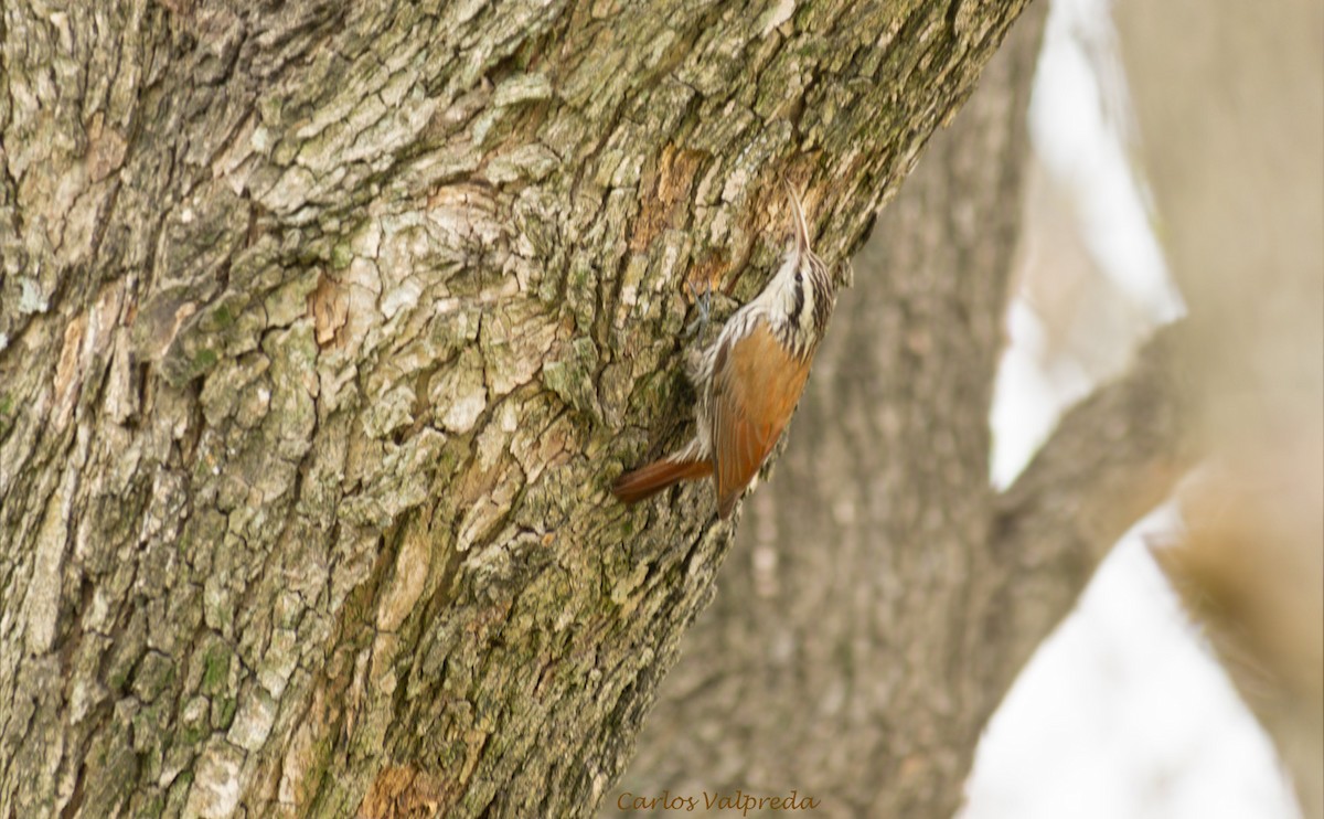 Narrow-billed Woodcreeper - Carlos Valpreda