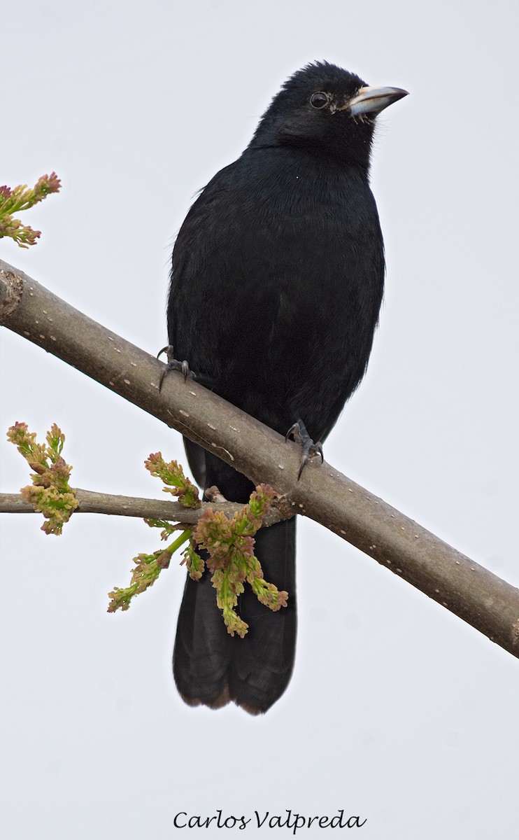 White-lined Tanager - ML624511123