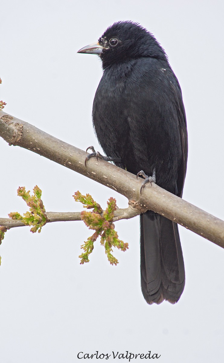 White-lined Tanager - ML624511125