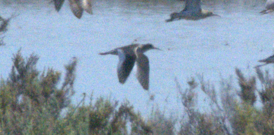 Common Redshank - ML624511167