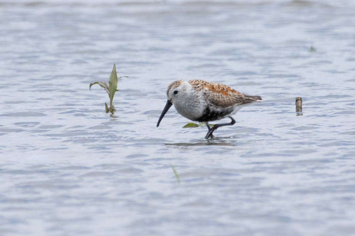 Dunlin - ML624511235