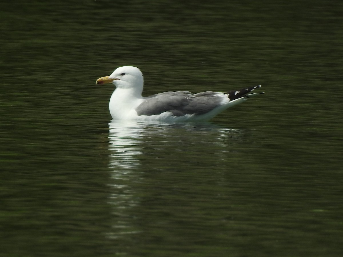 California Gull - ML624511378
