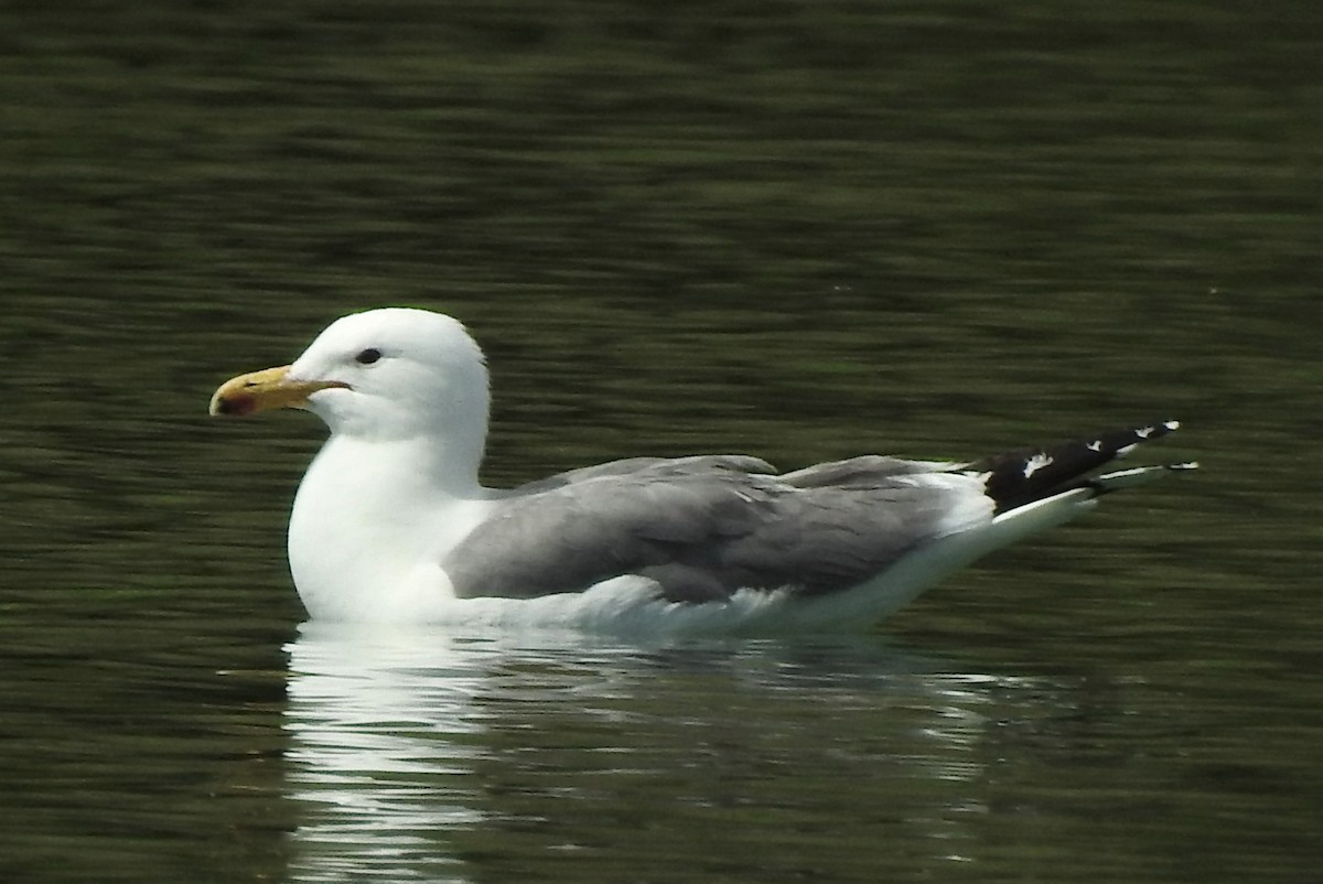 California Gull - ML624511393