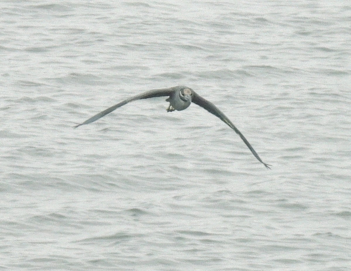 Yellow-crowned Night Heron - ML624511409