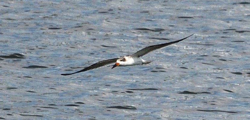 Водоріз американський - ML624511596
