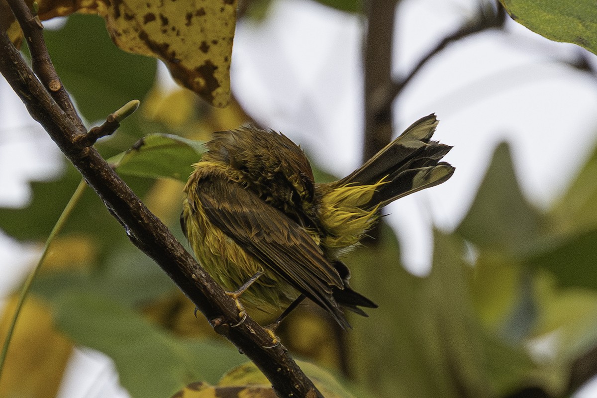 Palm Warbler - David Eberly