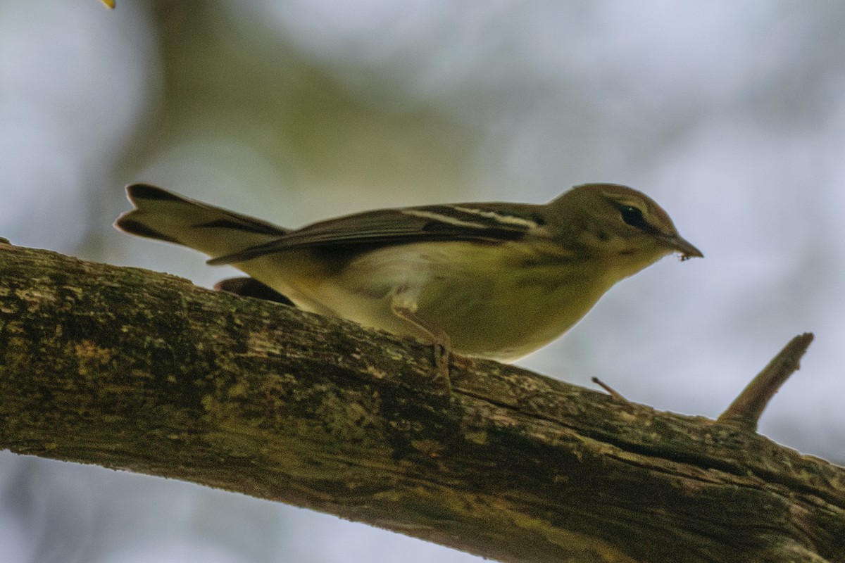 Blackpoll Warbler - Andrew W.