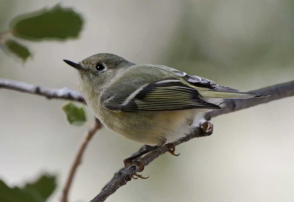 Ruby-crowned Kinglet - ML624511938