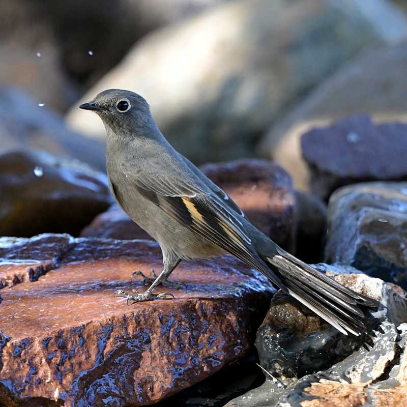 Townsend's Solitaire - ML624511949