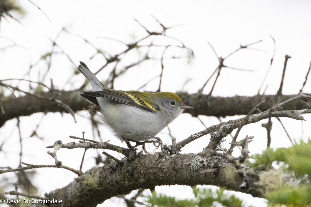 Chestnut-sided Warbler - ML624512043