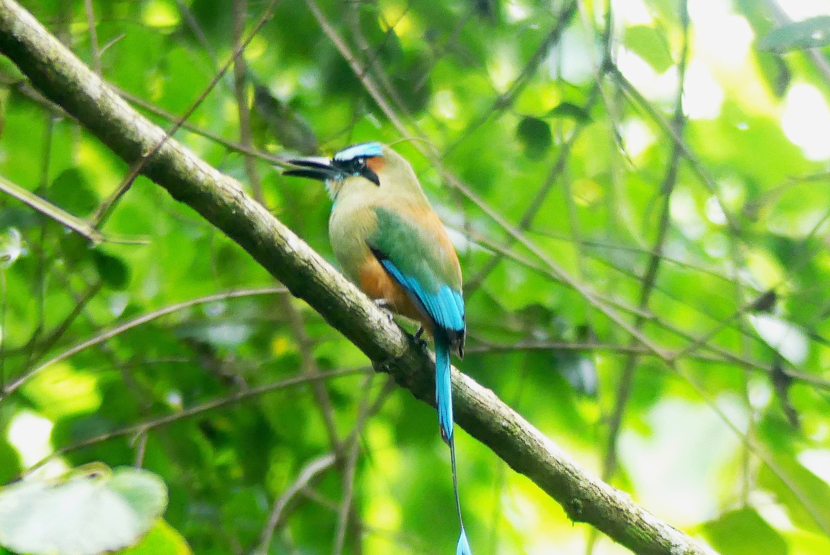 Turquoise-browed Motmot - ML624512206