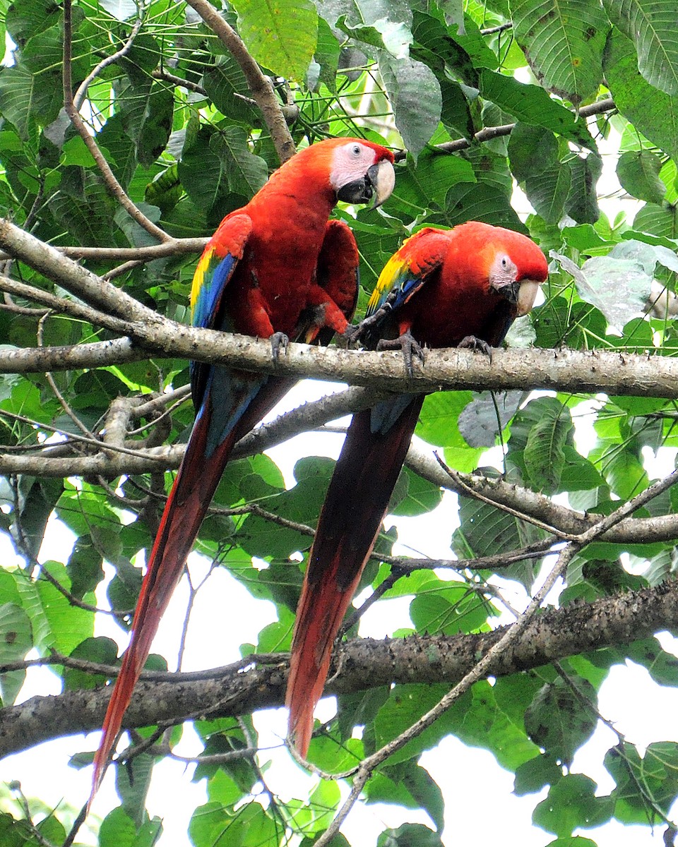 Scarlet Macaw - ML624512242