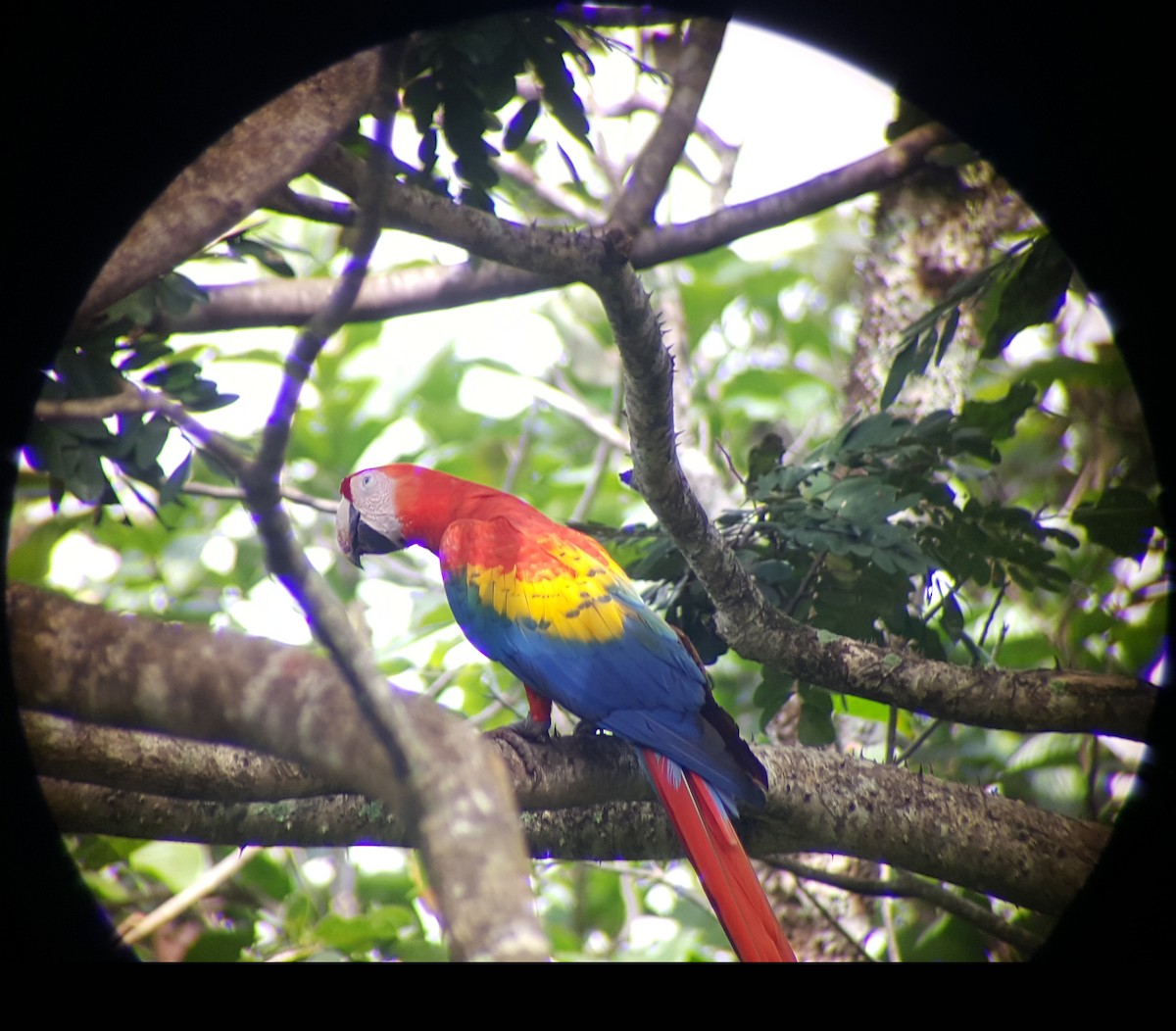 Scarlet Macaw - ML624512243